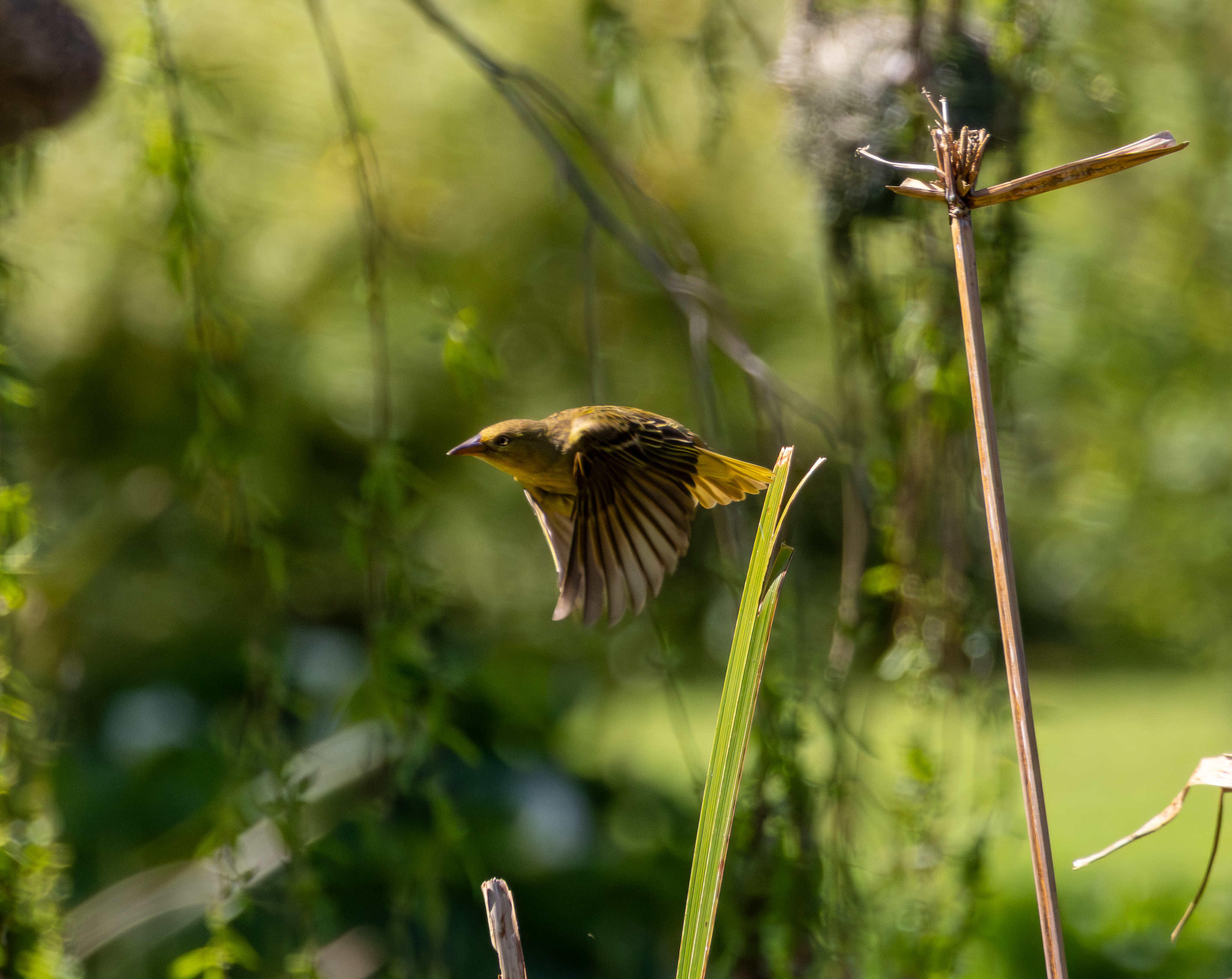 Starling bird on a ledge